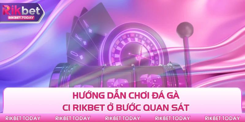 Hướng dẫn chơi đá gà C1 Rikbet ở bước quan sát