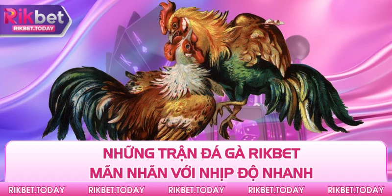 Những trận đá gà Rikbet mãn nhãn với nhịp độ nhanh