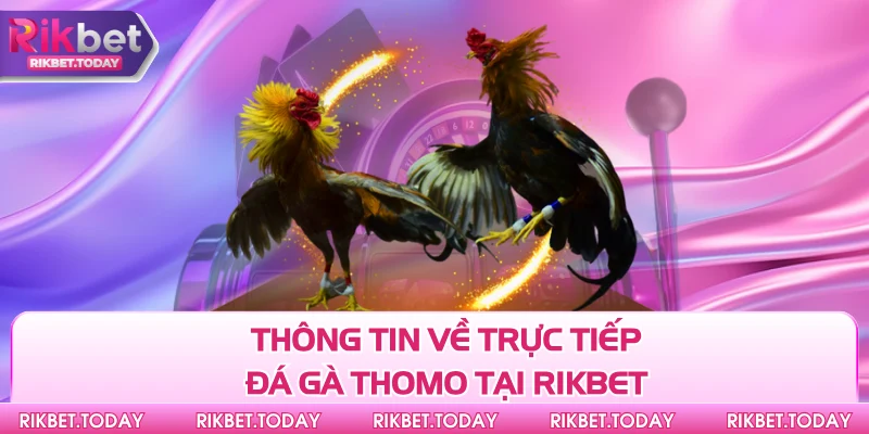 Thông tin về trực tiếp đá gà Thomo tại Rikbet