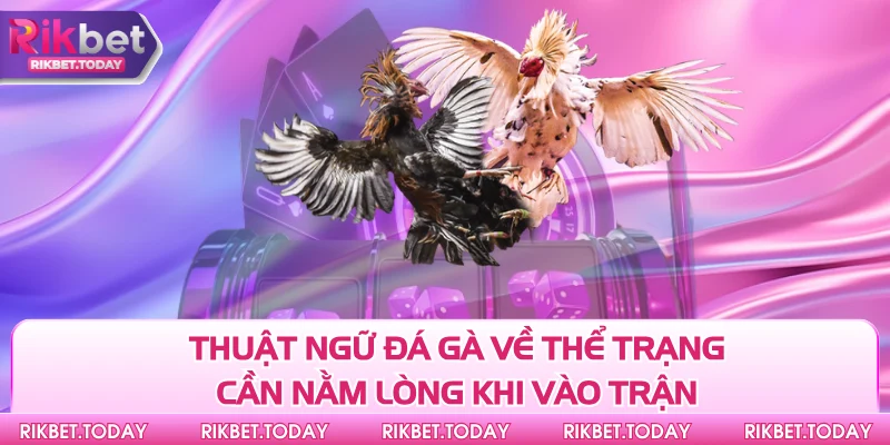 Thuật ngữ đá gà về thể trạng cần nằm lòng khi vào trận